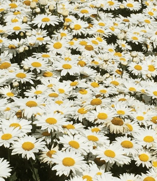 Leucanthemum maximum 'Madonna F1'